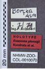 Etiketten zu Calais morphnus (NHMW-ZOO-COL-0010070)